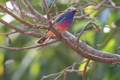 Passerina rositae