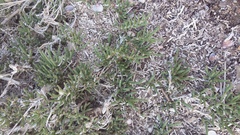 Halocnemum strobilaceum