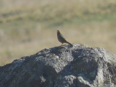 Poospiza baeri