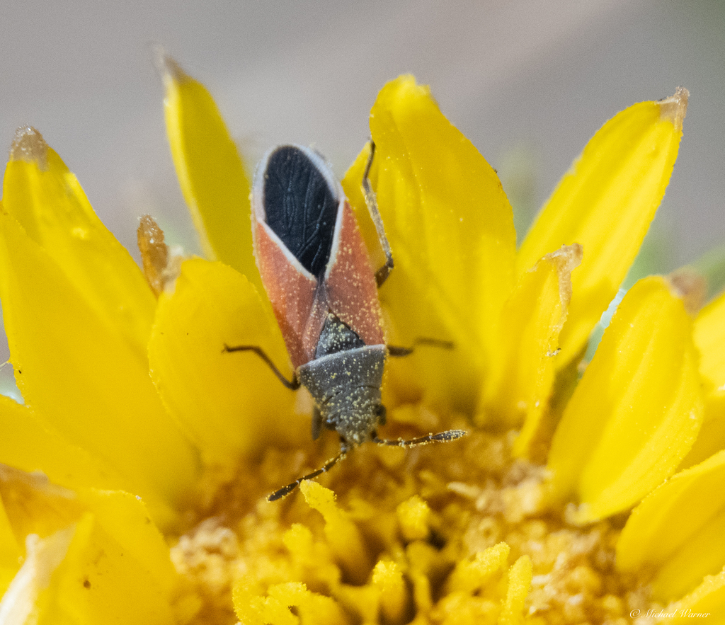 Melanopleurus pyrrhopterus pyrrhopterus