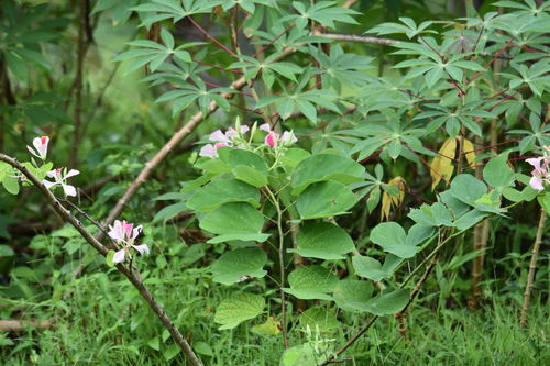 Image of Bauhinia monandra by (c) Patrick Jackson, some rights reserved (CC BY)