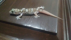 Hemidactylus maculatus