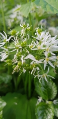 Allium ursinum