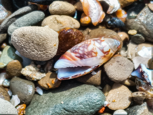 Olivella tergina, 2024-04-12