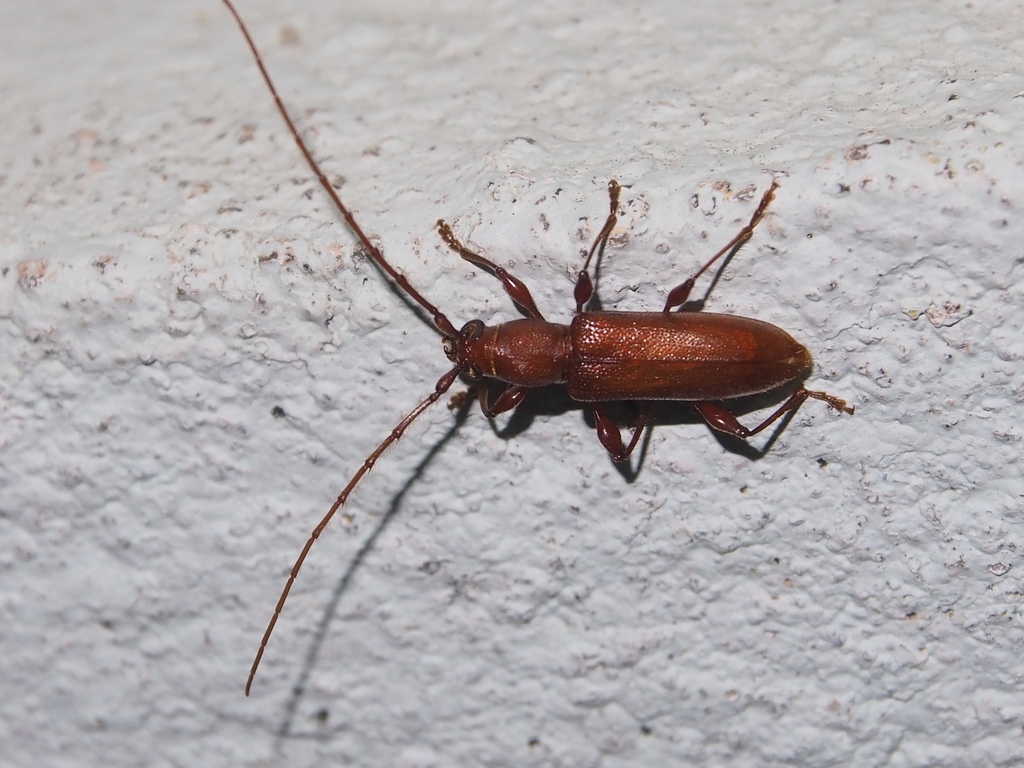 Allotraeus