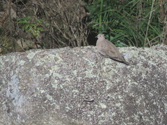 Metriopelia melanoptera