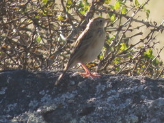 Anthus hellmayri