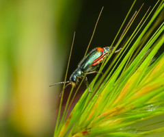 Malachius australis