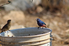 Passerina rositae