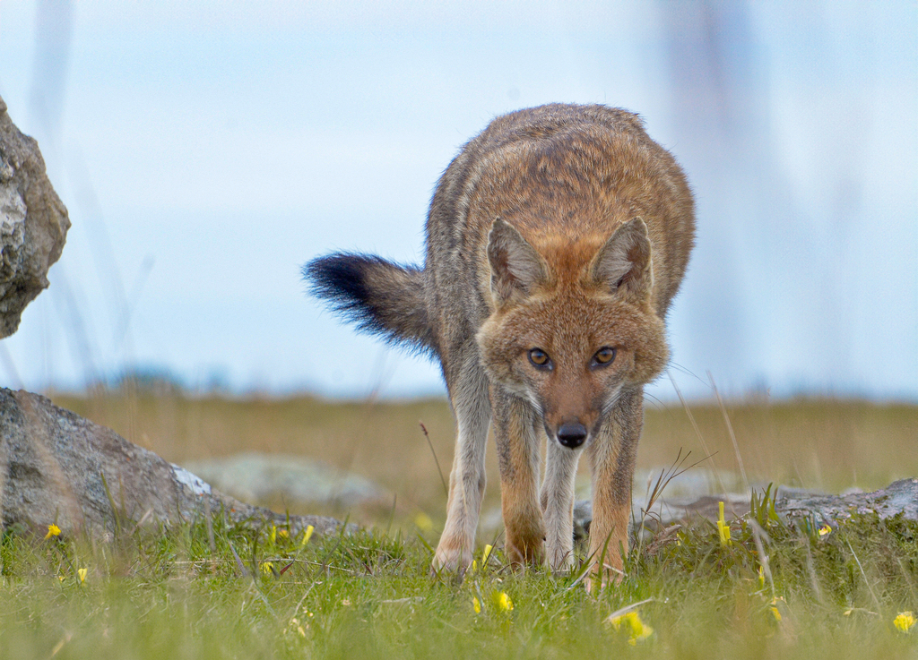 Pampas Fox, photo 1 of 10