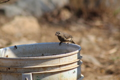 Passerina rositae