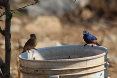 Passerina rositae