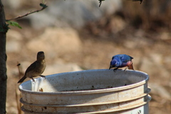 Passerina rositae