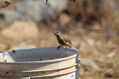 Passerina rositae