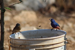 Passerina rositae