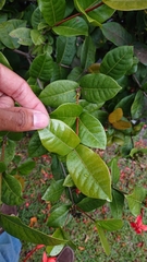 Ixora coccinea