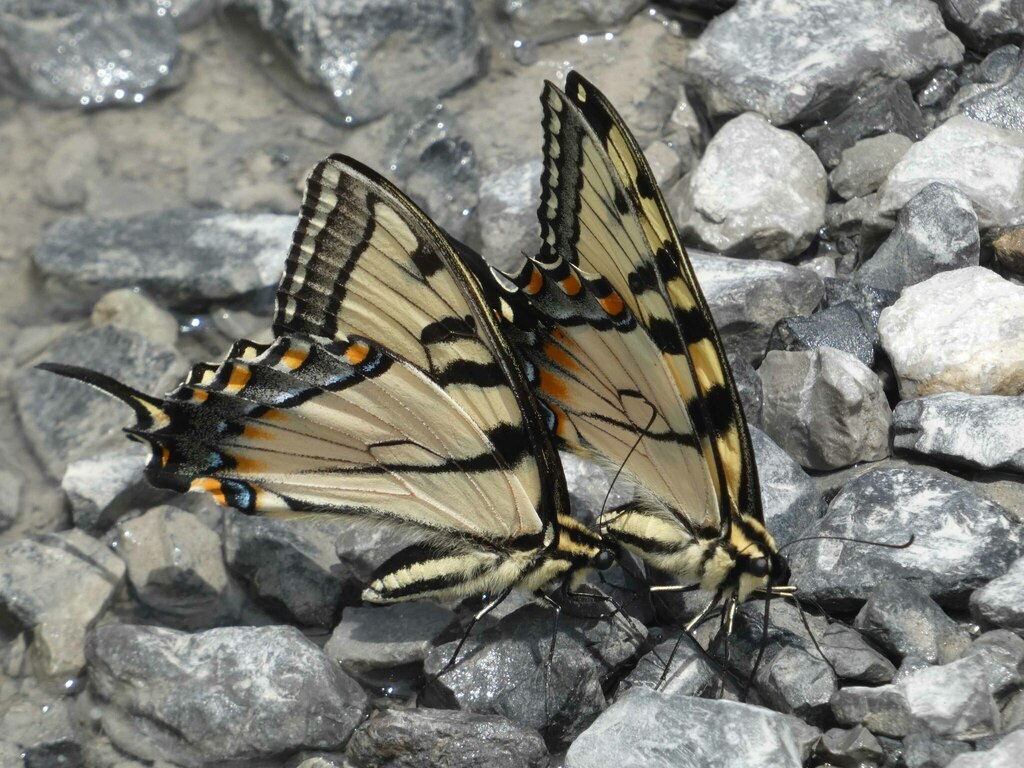 Appalachian Tiger Swallowtail from Cumberland County, PA, USA on June 3 ...