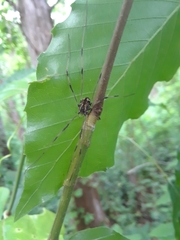 Leiobunum ventricosum