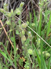 Polemonium micranthum