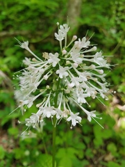 Valeriana pauciflora