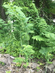Polygonatum biflorum commutatum