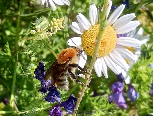Moss Carder bee