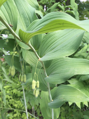 Polygonatum biflorum commutatum