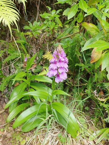 Madeira Orchid