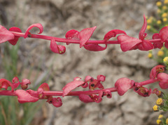 Aphanisma blitoides