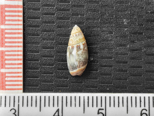 Olivella tergina, 2024-04-12