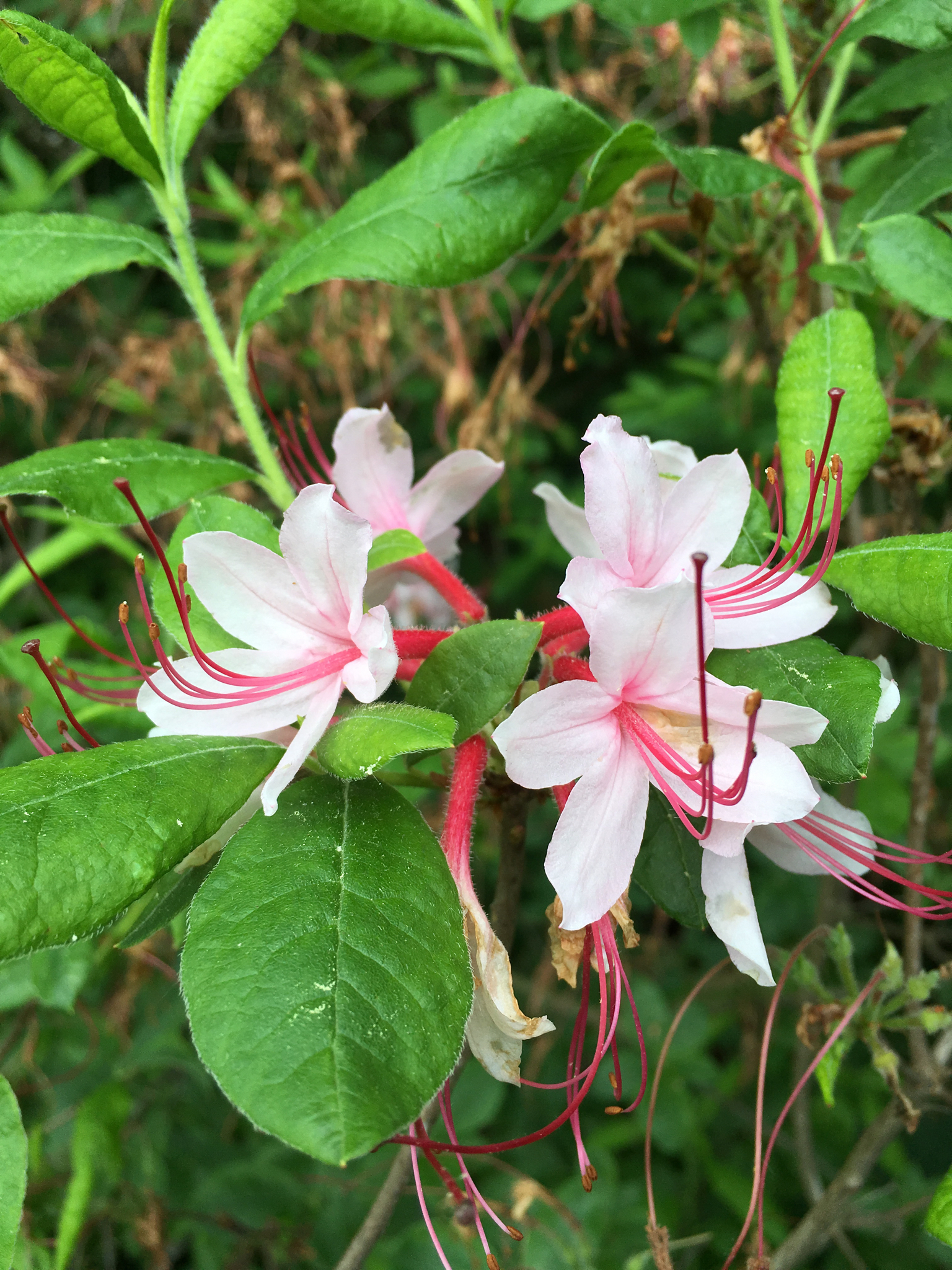 Rhododendron prinophyllum