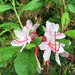 Early Azalea - Photo (c) Nelson DeBarros, some rights reserved (CC BY-NC), uploaded by Nelson DeBarros