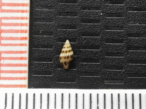 Anachis pygmaea, 2024-04-12