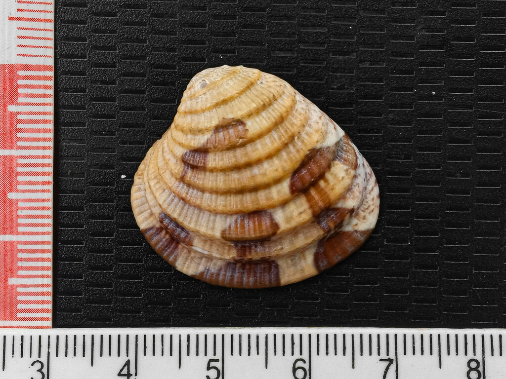 Chione subimbricata