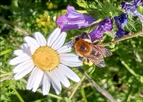 Moss Carder bee