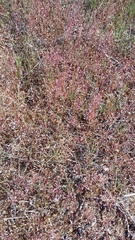 Hornungia procumbens