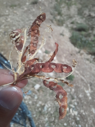 Hippocrepis biflora (Hippocrepis biflora)