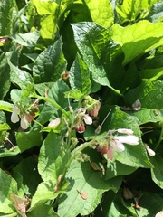 Symphytum × hidcotense