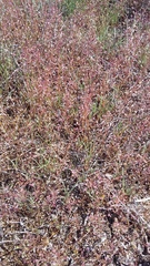 Hornungia procumbens