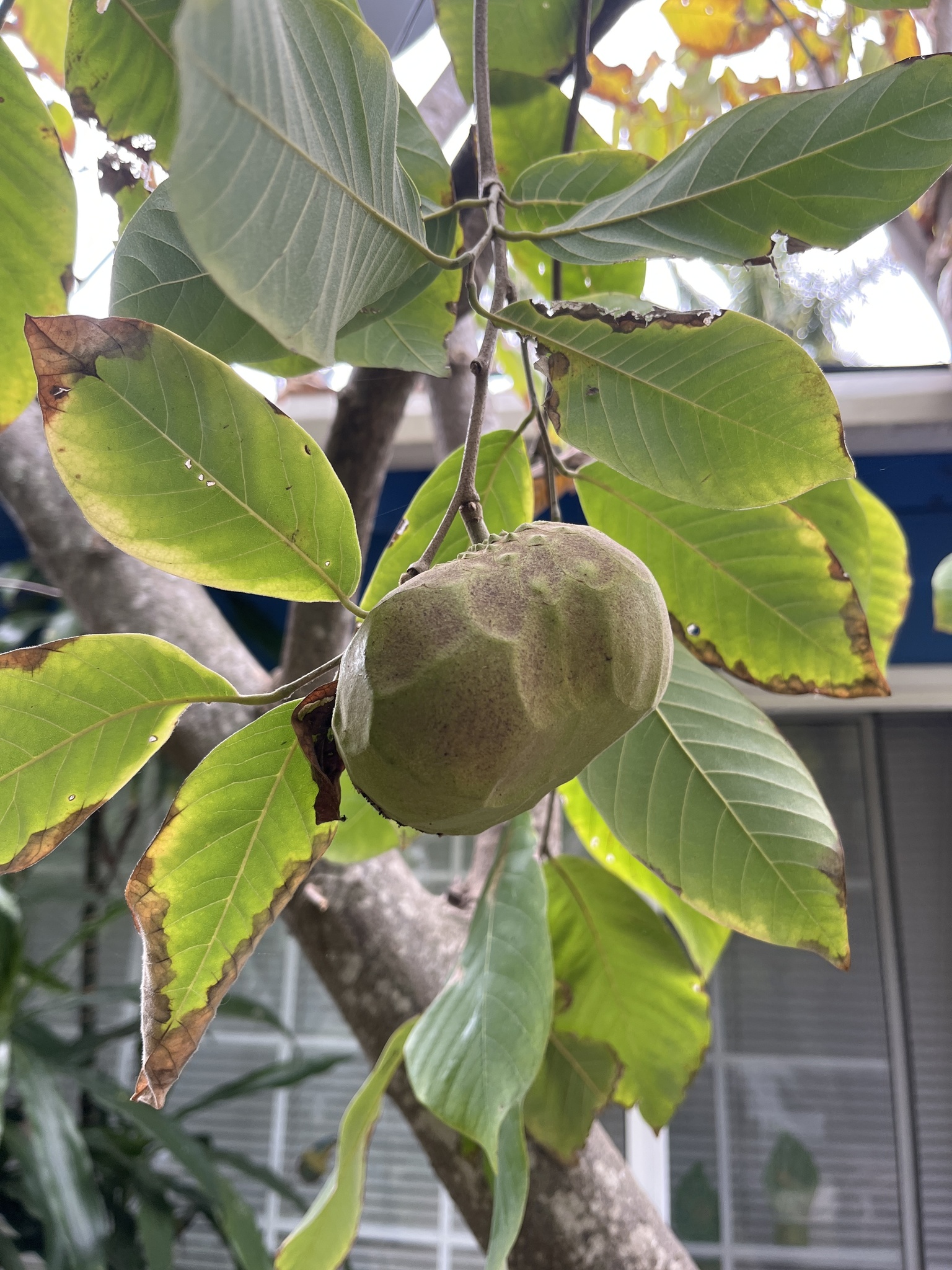 Imagem de Fruta-do-conde