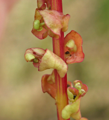 Aphanisma