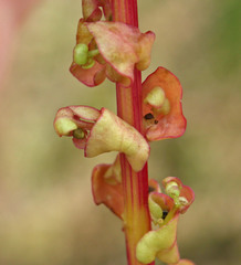 Aphanisma blitoides