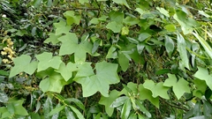 Sicyoeae
