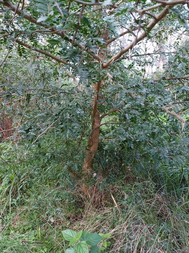 Image of Espina De Corona (Gleditsia amorphoides) by (c) Agustina Medina, some rights reserved (CC BY)
