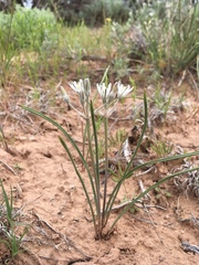 Androstephium breviflorum