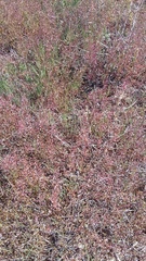 Hornungia procumbens