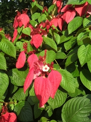 Mussaenda erythrophylla