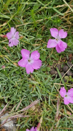 Image of Dianthus gratianopolitanus by (c) ianrainbow, some rights reserved (CC BY)