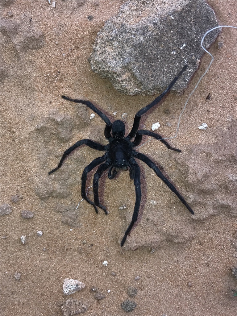 Geolycosa rafaelana