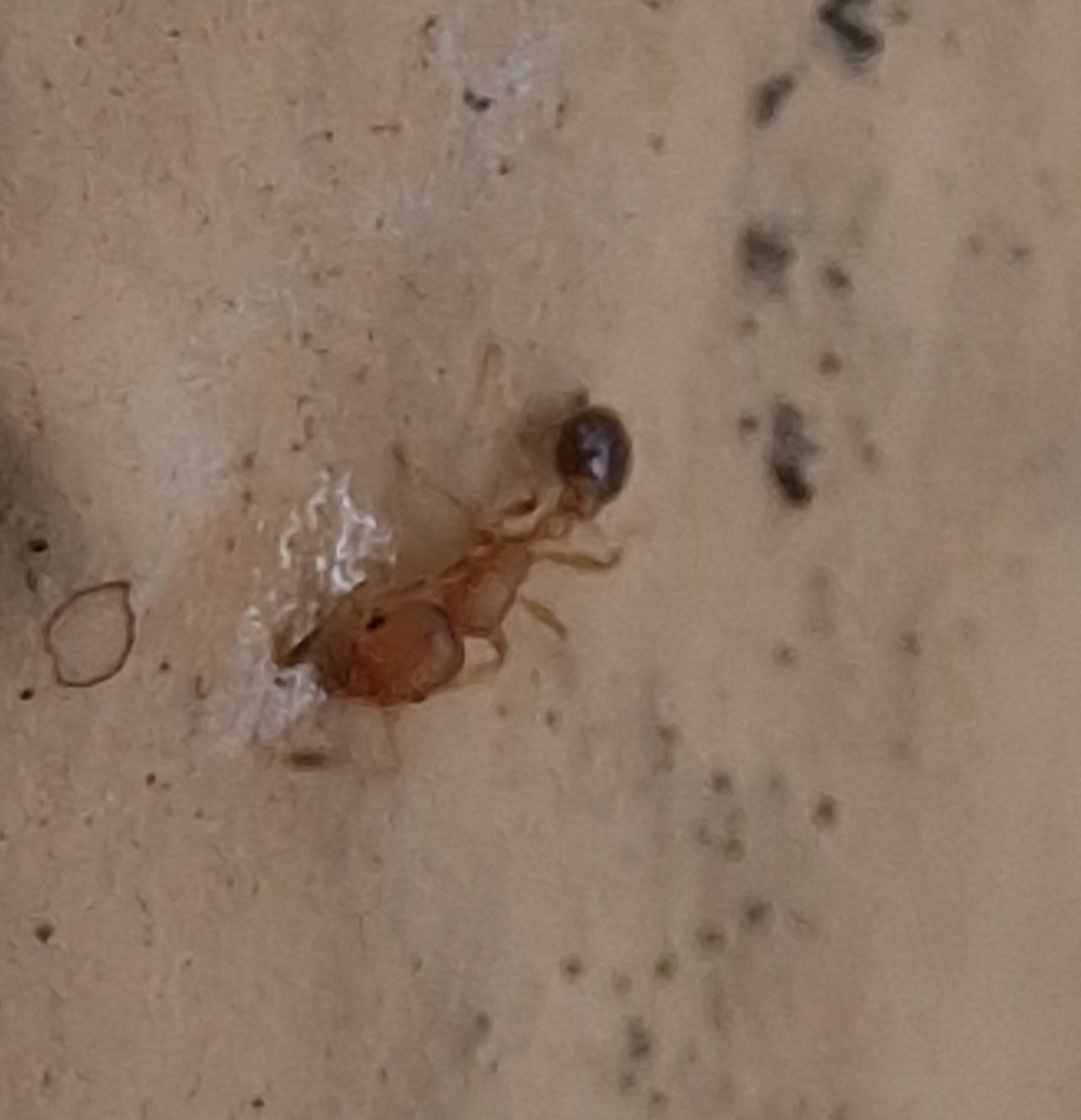 Cardiocondyla emeryi